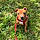 Loky
