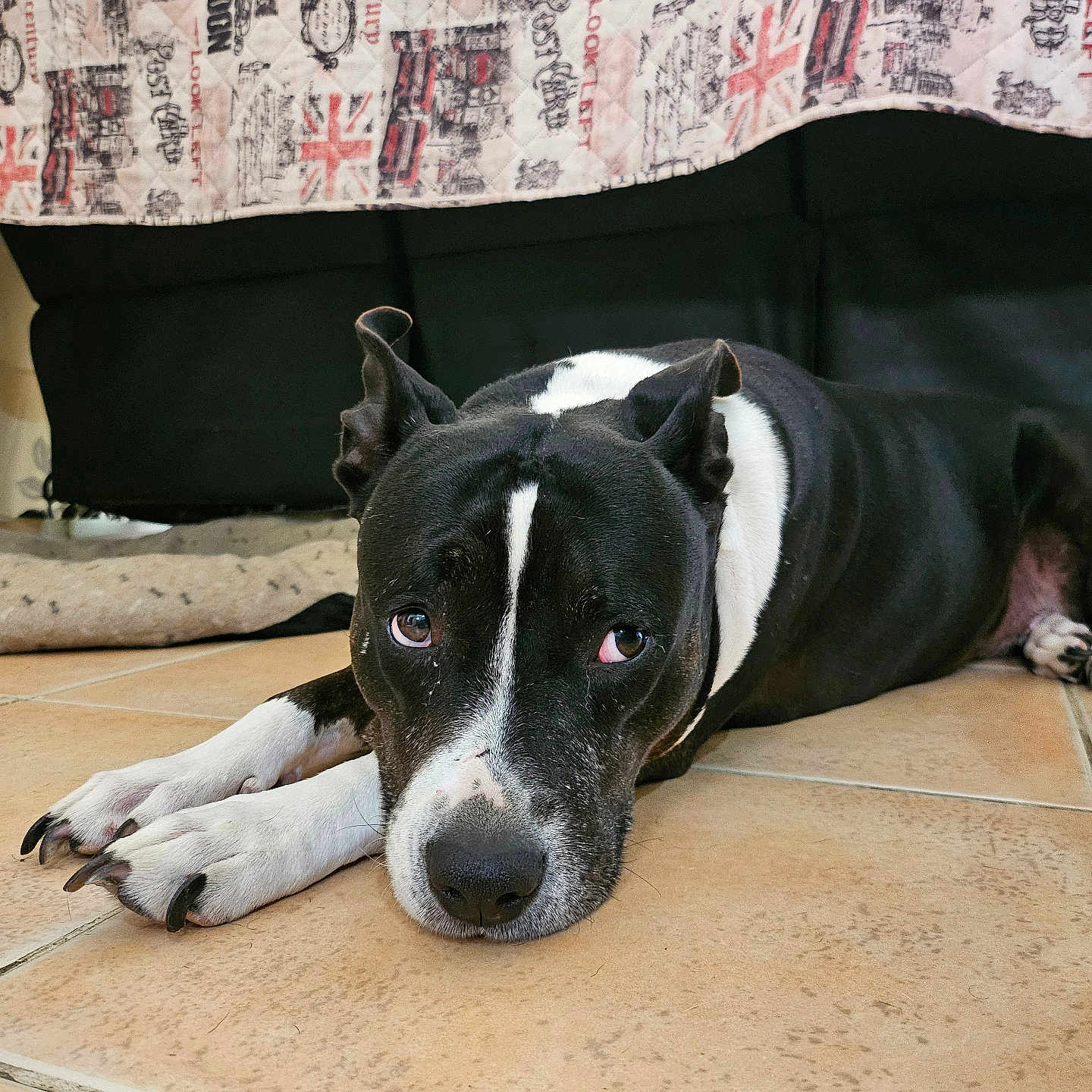 Xena participe au concours pour gagner de l'argent avec cette photo : animal, architecture, bostonbull, boxer, building, bulldog, canine, couch, dog, furniture, head, hound, indoors, interiordesign, livingroom, person, pet, pitbull, pointer, puppy