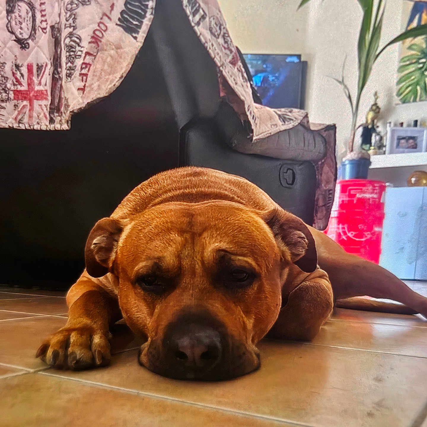 Simbaa a rejoint le concours — aidez-le/la à gagner de superbes lots ! animal, architecture, building, canine, computerhardware, dog, electronics, furniture, hardware, hound, indoors, interiordesign, livingroom, monitor, pet, plant, puppy, room, screen, tv