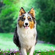 Olia participe au concours pour gagner de l'argent avec cette photo : animal, australian_shepherd, canine, dog, ears, field, flower, forest, fur, grass, greenery, happy, nature, outdoor, pink_flower, portrait, summer, tongue_out, walking, white_flower