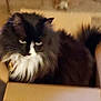 cat, tuxedo_cat, long_hair, pet, cardboard_box, box, fur, white_whiskers, black_and_white, furry, indoor, sitting, closeup, portrait, blurred_background, home, stare, eyes, cute, relaxed