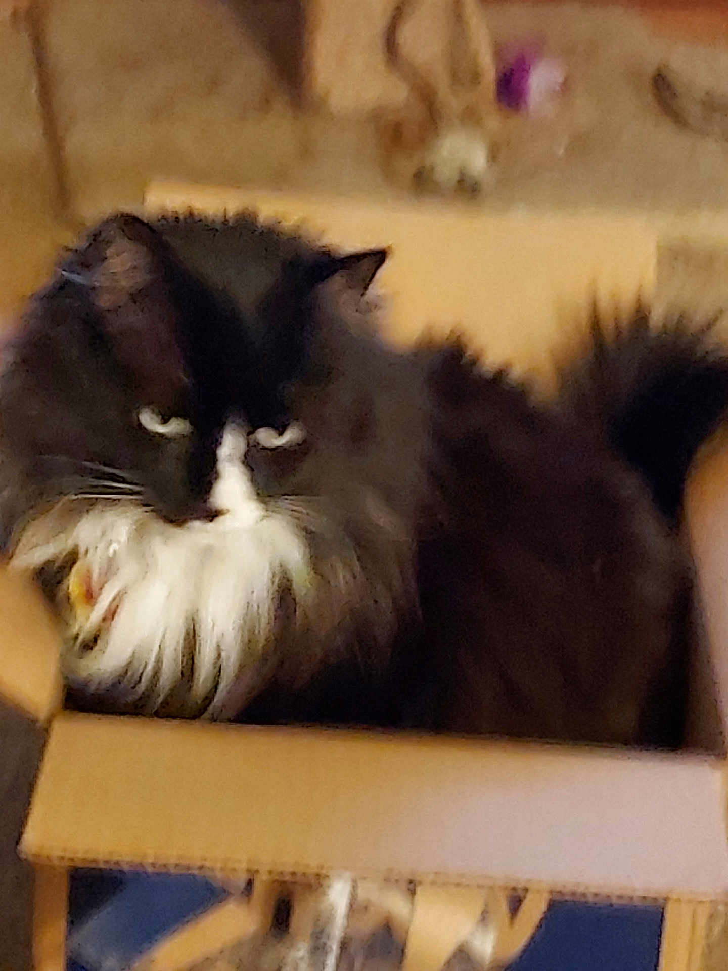 Missy joined the competition — help win amazing prizes! cat, tuxedo_cat, long_hair, pet, cardboard_box, box, fur, white_whiskers, black_and_white, furry, indoor, sitting, closeup, portrait, blurred_background, home, stare, eyes, cute, relaxed