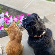 Ella is registered to the contest to win money with this photo: animal, back_view, black_dog, cat, collar, companionship, concrete, daytime, dog, flowers, fur, garden, ginger_cat, nature, outdoor, peaceful, pet, side_view, sitting, step