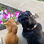 animal, back_view, black_dog, cat, collar, companionship, concrete, daytime, dog, flowers, fur, garden, ginger_cat, nature, outdoor, peaceful, pet, side_view, sitting, step