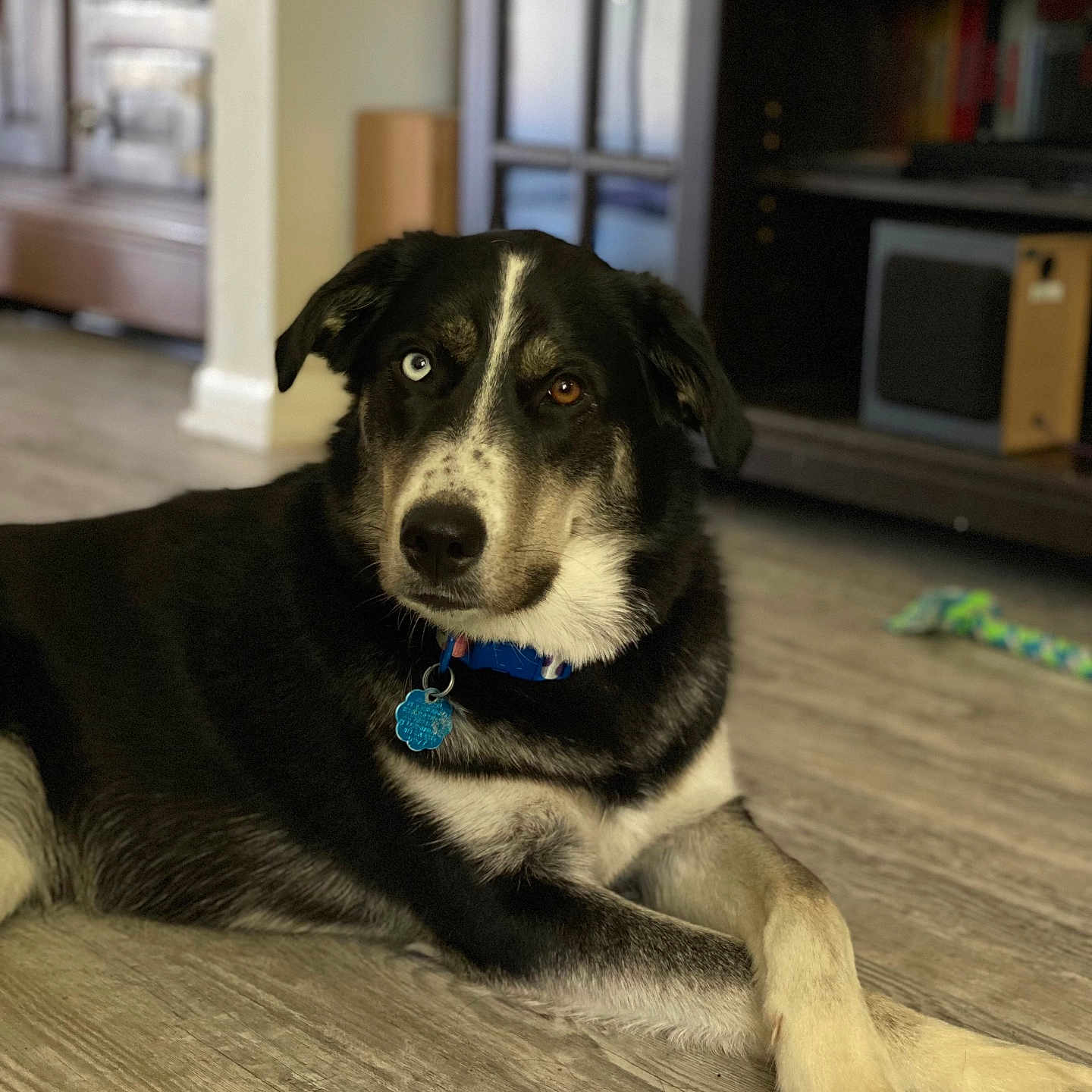 Ella joined the competition — help win amazing prizes! animal, black_and_white_fur, blue_eye, brown_eye, canine, collar, cute, dog, domestic_animal, floor, furniture, heterochromia, home, indoor, laying_down, living_room, pet, relaxed, toy, wooden_floor