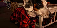 Cuddles is registered to the contest to win money with this photo: dog, pet, indoor, couch, sweater, red_and_black, checkered, living_room, holiday_decor, blanket, furniture, cozy, warm_lighting, animal, cute, portrait, small_dog, domestic, side_view, decor
