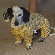 Cuddles joined the competition — help win amazing prizes! dog, yellow_onesie, clothing, carpet, indoor, pet, animal, sitting, black_and_white, ears, tail, paw, cute, cozy, pattern, leg, floor, home, companion, relaxed