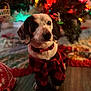 Cuddles joined the competition — help win amazing prizes! dog, puppy, christmas_tree, holiday_lights, decorations, festive, plaid_outfit, pet_clothing, indoor, floor, wood_floor, ornaments, red, black, white, cute, animal, pet, christmas, seasonal
