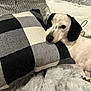 Cuddles joined the competition — help win amazing prizes! dog, resting, pillow, checkered_pattern, blanket, cozy, indoor, pet, fur, couch, relaxed, black_and_white, texture, soft, home, comfort, animal, ear, face, sleepy