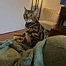 bengal_cat, cat, pet, indoor, blanket, furniture, lamp, chair, floor, wooden_floor, eyes, curious, striped, spots, cozy, living_room, wall_hanging, decor, domestic_animal, resting