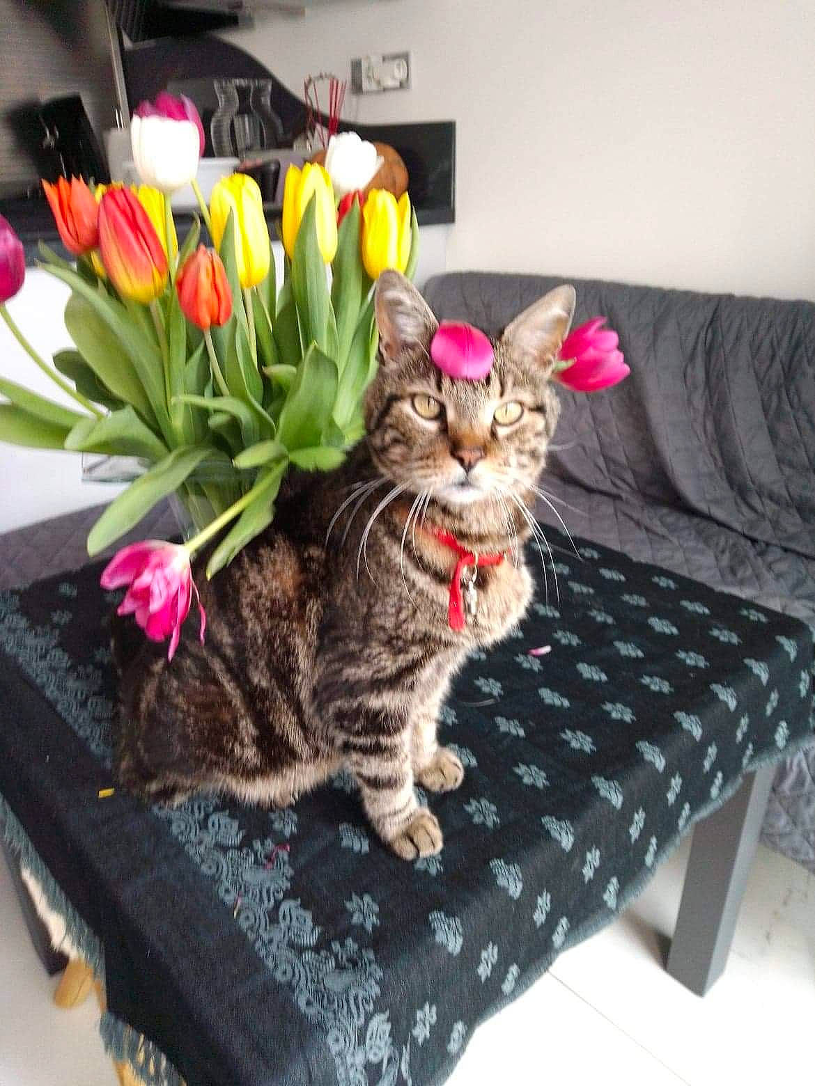 Raoul participe au concours pour gagner de l'argent avec cette photo : carnivore, cat, comfort, couch, cut_flowers, felidae, flower, flower_arranging, flowerpot, fur, grass, herbaceous_plant, houseplant, petal, plant, rectangle, room, small_to_medium_sized_cats, table, whiskers