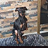 dog, puppy, black_and_tan, sitting, portrait, pet, indoors, blanket, fluffy, brick_wall, home, small_dog, alert, looking_at_camera, brown_markings, short_hair, cute, animal, cozy, smartphone_photo