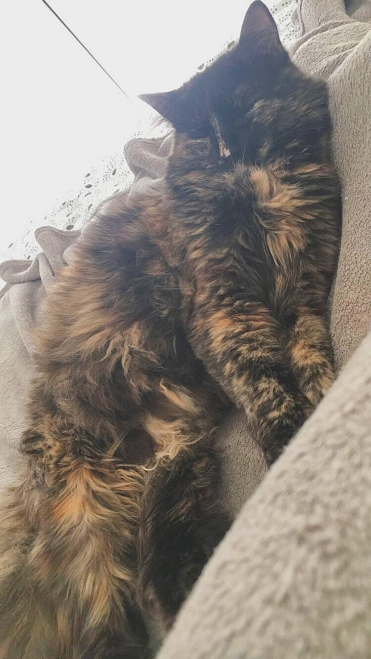 Alia a rejoint le concours — aidez-le/la à gagner de superbes lots ! black_cat, canidae, carnivore, cat, claw, comfort, dog_breed, domestic_short_haired_cat, felidae, fur, grey, nap, paw, sky, sleep, small_to_medium_sized_cats, snout, tail, terrestrial_animal, whiskers