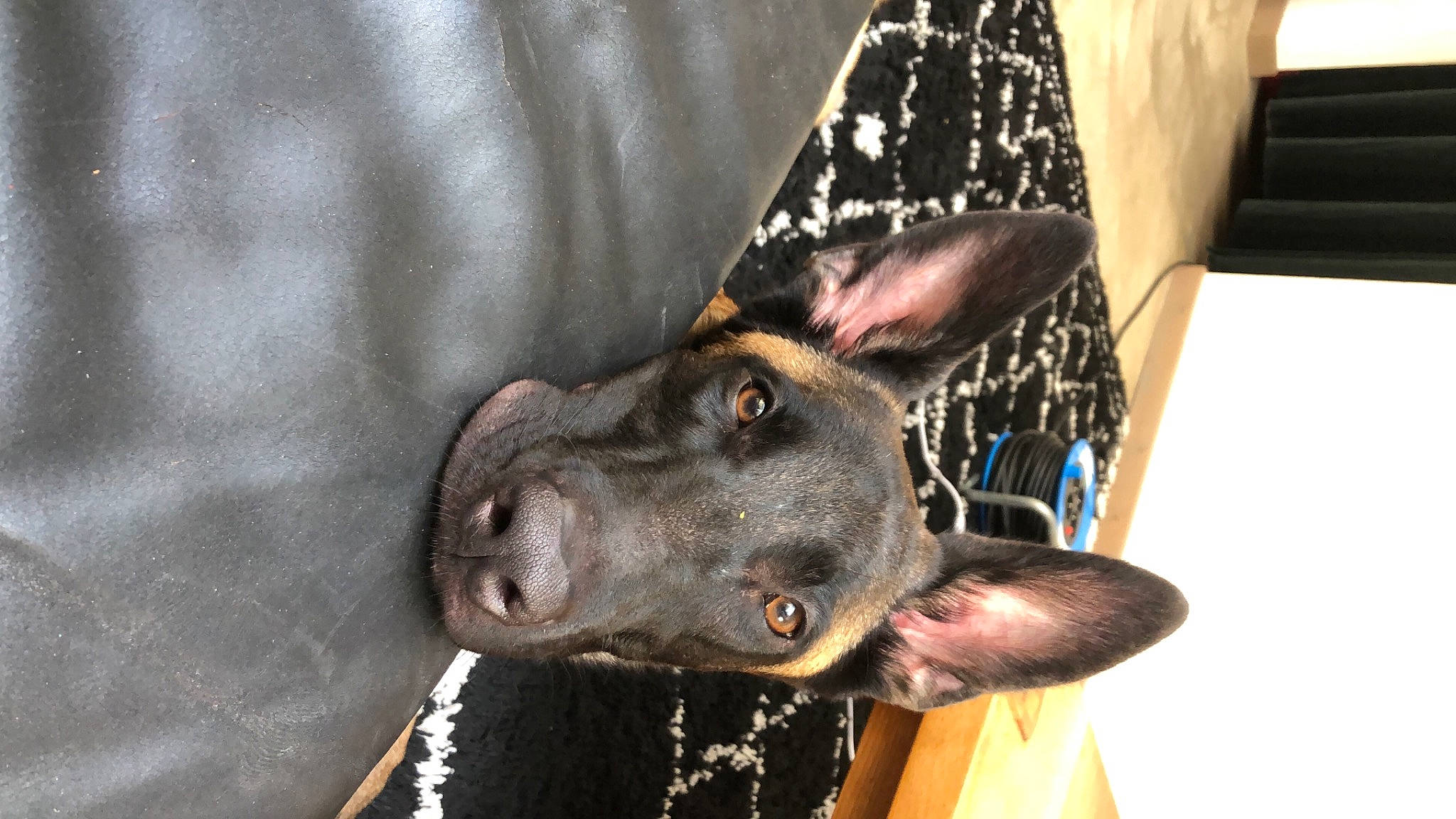 Priam a rejoint le concours — aidez-le/la à gagner de superbes lots ! canidae, carnivore, collar, companion_dog, dog, dog_breed, dog_collar, dog_supply, ear, fashion_accessory, fawn, fur, guard_dog, party_hat, sleeve, snout, sporting_group, whiskers, working_animal, working_dog