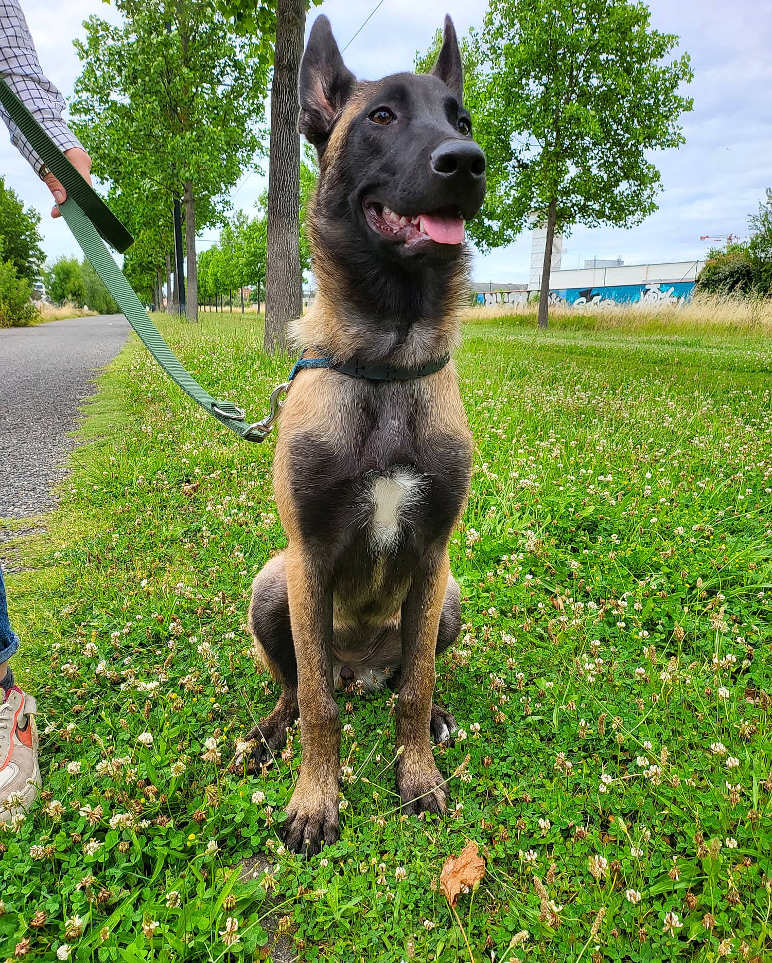 Priam a rejoint le concours — aidez-le/la à gagner de superbes lots ! carnivore, cloud, collar, companion_dog, dog, dog_breed, dog_collar, dog_supply, fawn, grass, groundcover, leash, plant, sky, tail, terrestrial_animal, tree, whiskers, working_animal, working_dog