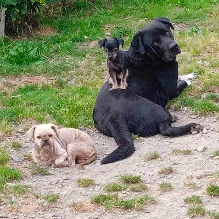 Simbat participe au concours pour gagner de l'argent avec cette photo : animal, beige_dog, black_dog, canine, companions, cute, dirt, dog, dogs, grass, large_dog, lying_down, nature, outdoor, pet, playful, relaxing, sitting, small_dog, yard