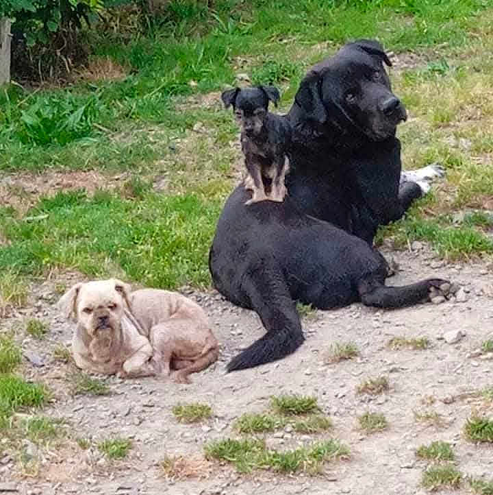 Simbat participe au concours pour gagner de l'argent avec cette photo : dog, dogs, outdoor, grass, dirt, small_dog, large_dog, black_dog, beige_dog, animal, pet, lying_down, sitting, nature, playful, cute, companions, canine, relaxing, yard