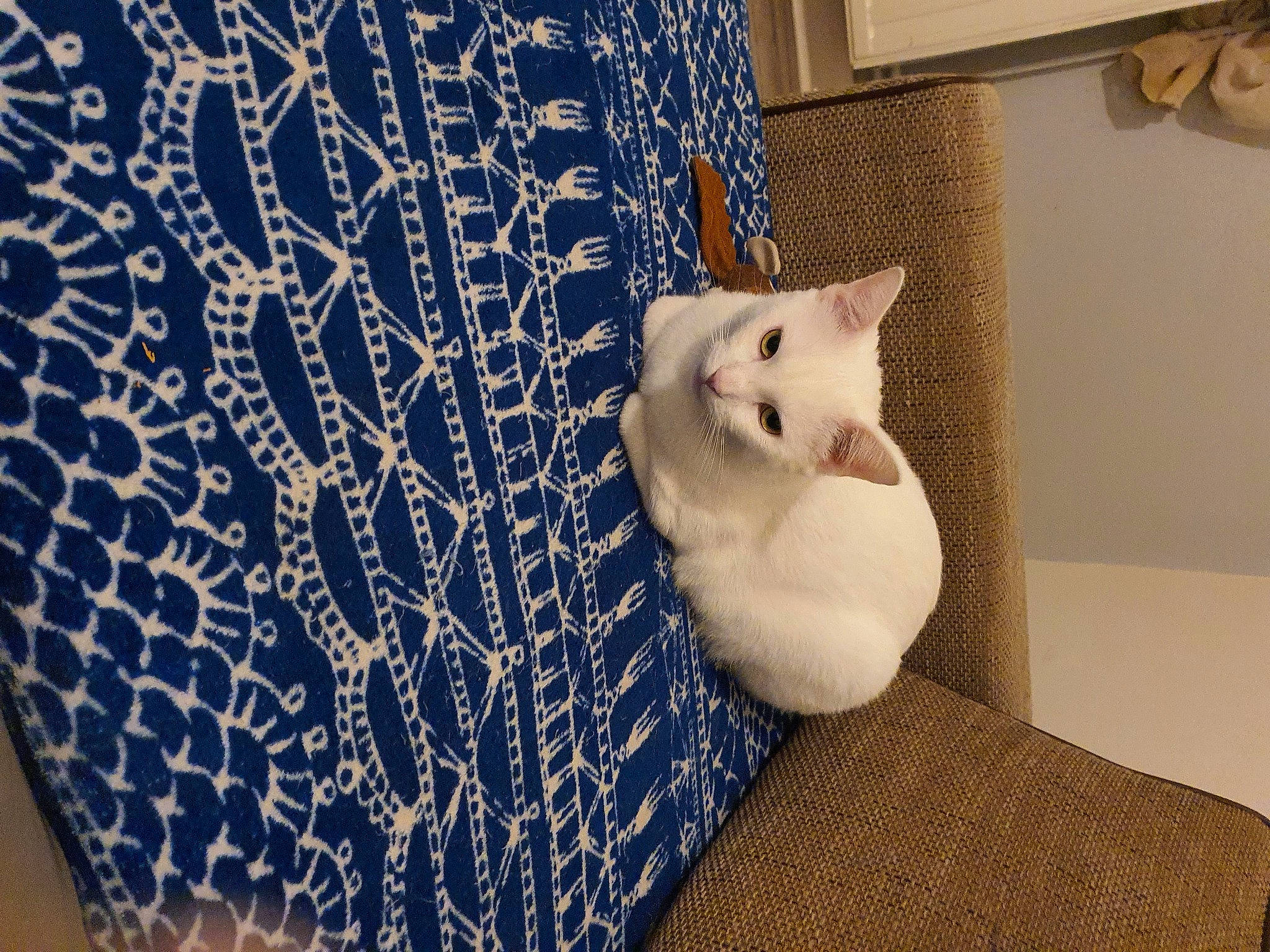 Ptit-loup a rejoint le concours — aidez-le/la à gagner de superbes lots ! carnivore, cat, comfort, domestic_short_haired_cat, electric_blue, fawn, felidae, flooring, fur, grey, hardwood, linens, pattern, paw, room, small_to_medium_sized_cats, tail, vertebrate, whiskers, wood