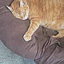 cat, orange_tabby, pet, feline, sleepy, cushion, brown, indoor, relaxed, paw, fur, carpet, resting, cute, whiskers, animal, domestic, cozy, lazy, comfort