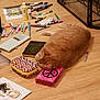 art_supplies, cat, colorful_case, cozy, creative, drawing, floor, indoor, lying_down, markers, notebooks, orange_cat, peace_sign, pens, pet, pink_book, resting, sketch, stationery, wooden_floor