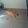 carpet, cat, cat_house, collar, cozy, electrical_outlet, feline, floor, furniture, home, indoor, leisure, orange_tabby, pet, relaxing, sleeping, sunlight, toy_ball, vent, wall