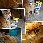 Garfield joined the competition — help win amazing prizes! blanket, bucket, cat, cat_treats, closeup, collage, decor, feline, figurine, floor, funny, ginger_cat, glasses, indoor, multiple_images, orange_cat, pet, resting, sitting, tile_floor