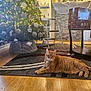 cat, christmas_tree, cozy, decor, feline, festive, gift_box, holiday_decorations, indoor, lights, living_room, orange_tabby, ornaments, pet, relaxed, rug, step_ladder, table, window, wooden_floor