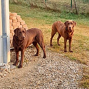 Belle participe au concours pour gagner de l'argent avec cette photo : alert, animal, brick_stack, chocolate_brown, corner, dog, garden_pots, grass, gravel, house, nature, outdoor, pets, plants, playground, slide, sunlight, swing_set, trees, yard