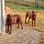 alert, animal, brick_stack, chocolate_brown, corner, dog, garden_pots, grass, gravel, house, nature, outdoor, pets, plants, playground, slide, sunlight, swing_set, trees, yard