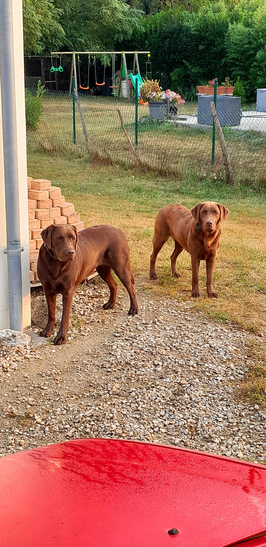 Belle participe au concours pour gagner de l'argent avec cette photo : alert, animal, brick_stack, chocolate_brown, corner, dog, garden_pots, grass, gravel, house, nature, outdoor, pets, plants, playground, slide, sunlight, swing_set, trees, yard