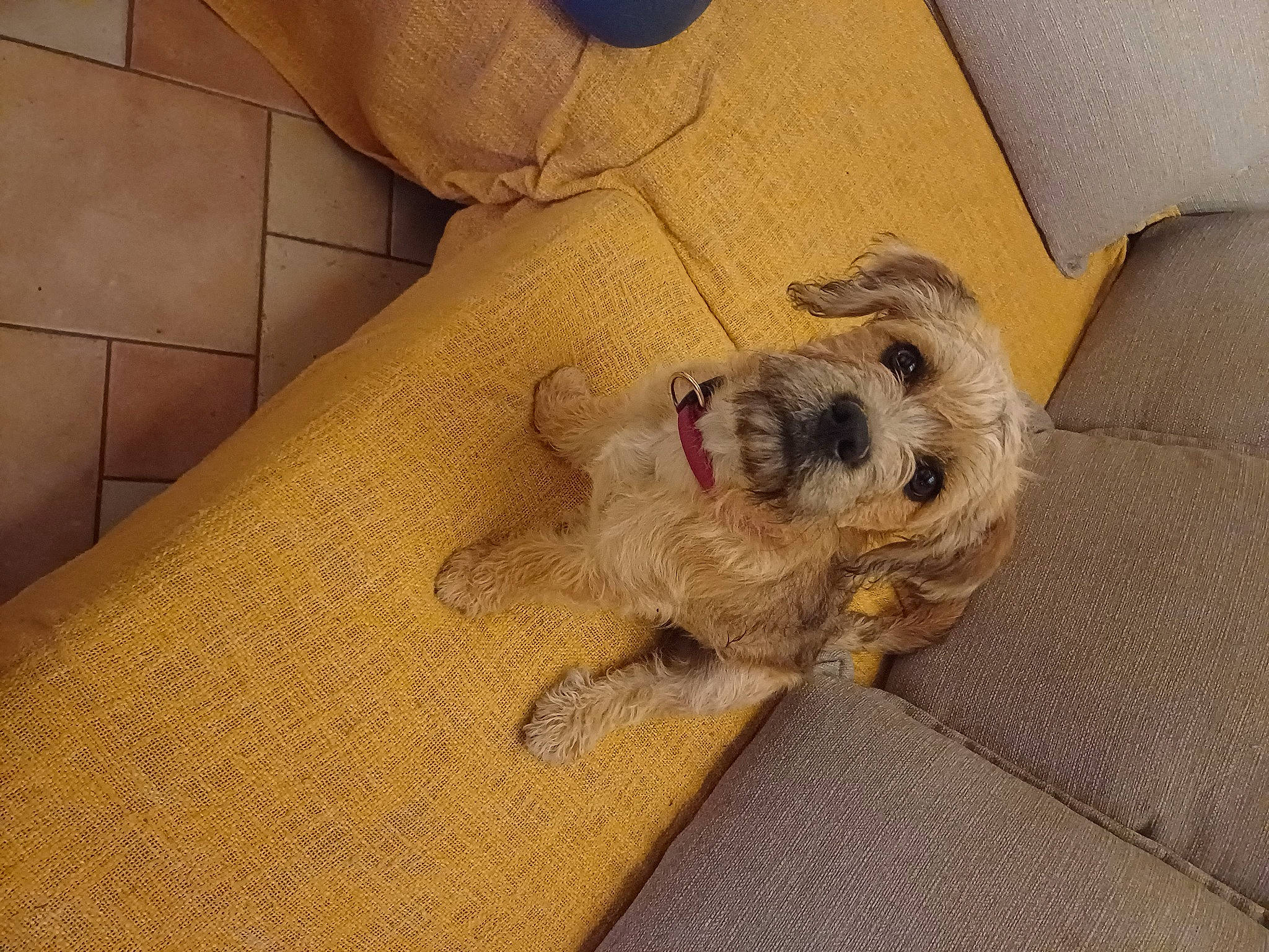 Djouby a rejoint le concours — aidez-le/la à gagner de superbes lots ! beige, canidae, carnivore, comfort, companion_dog, couch, dog, dog_breed, dog_supply, fawn, flooring, fur, linens, paw, poodle_crossbreed, small_terrier, sporting_group, terrier, toy_dog, wood