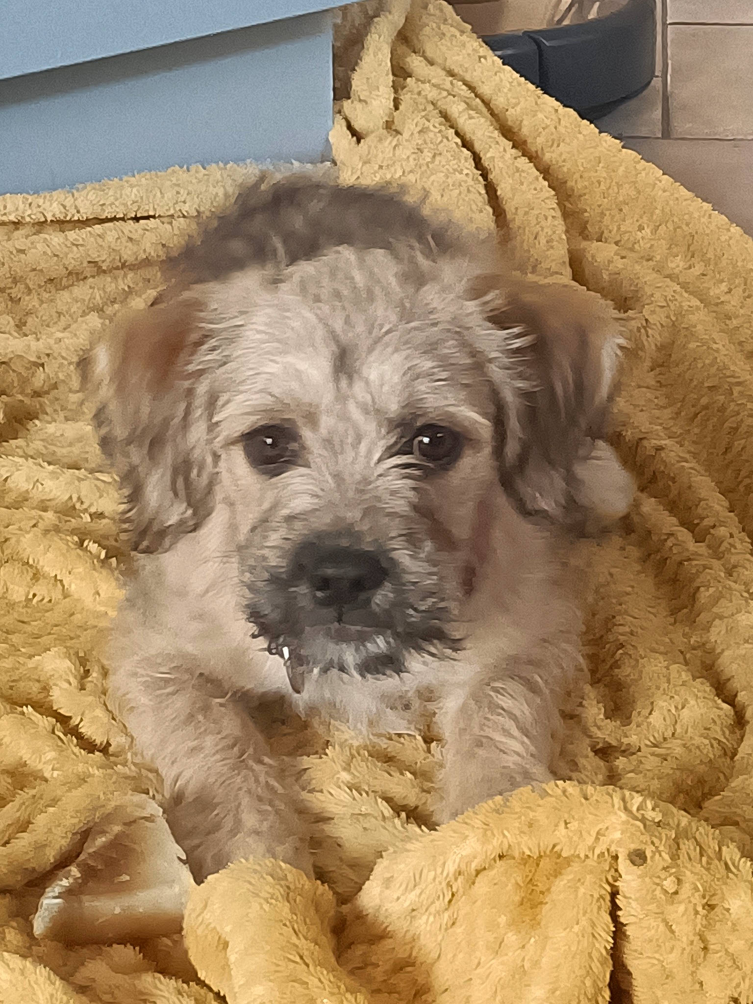 Djouby participe au concours pour gagner de l'argent avec cette photo : canidae, carnivore, companion_dog, couch, dog, dog_breed, fur, liver, maltepoo, non_sporting_group, paw, puppy_love, shih_poo, small_terrier, terrestrial_animal, terrier, toy_dog, water_dog, whiskers, working_animal