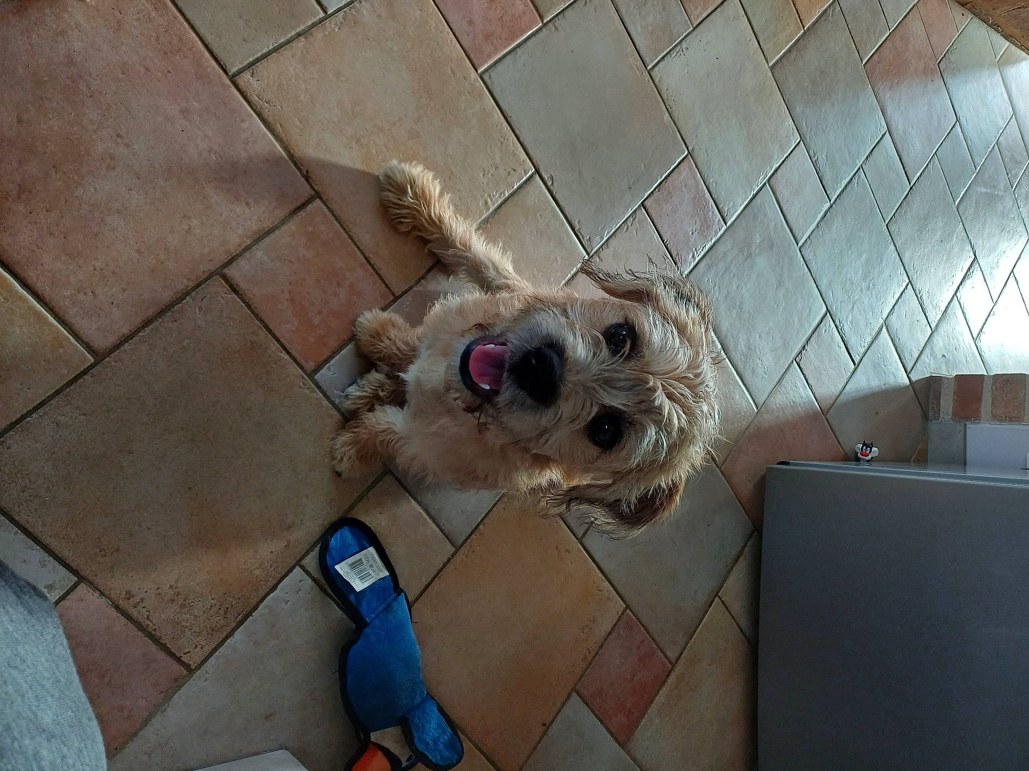 Djouby a rejoint le concours — aidez-le/la à gagner de superbes lots ! canidae, carnivore, collar, companion_dog, dog, dog_breed, dog_supply, fawn, floor, flooring, fur, pet_supply, small_to_medium_sized_cats, sporting_group, street_dog, stuffed_toy, toy, toy_dog, whiskers, working_animal