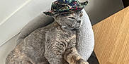 Luna is registered to the contest to win money with this photo: cat, grey_cat, pet, animal, hat, tropical_hat, cozy_bed, feline, indoor, relaxed, stretching, fur, whiskers, paw, table, wooden_surface, resting, cute, domestic_cat, portrait