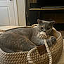 cat, gray_cat, basket, rope_toy, indoor, pet, feline, cozy, relaxed, living_room, curious, woven_basket, floor, door, furniture, home, animal, cute, domestic_cat, paws