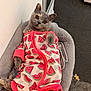 cat, gray_cat, pet_clothing, watermelon_pattern, onesie, cozy_bed, indoor, cute, relaxed, feline, animal, soft_texture, curious_eyes, paws, resting, domestic_cat, furry, playful, comfortable, cute_pet
