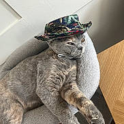 Luna joined the competition — help win amazing prizes! cat, grey_cat, pet, animal, hat, tropical_hat, cozy_bed, feline, indoor, relaxed, stretching, fur, whiskers, paw, table, wooden_surface, resting, cute, domestic_cat, portrait