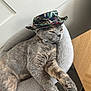 cat, grey_cat, pet, animal, hat, tropical_hat, cozy_bed, feline, indoor, relaxed, stretching, fur, whiskers, paw, table, wooden_surface, resting, cute, domestic_cat, portrait