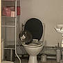 animal, bathroom, book, cat, chinchilla, closet, cupboard, furniture, indoors, pet, potty, publication, rodent, room, shelf, toilet