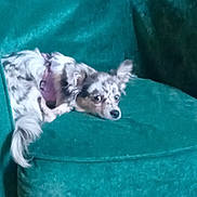 Vaïanna participe au concours pour gagner de l'argent avec cette photo : animal, canine, comfort, companion, couch, dog, domestic_animal, ears, fur, furniture, household, indoor, lounge, pet, relax, resting, sideways_gaze, speckled, tail, teal