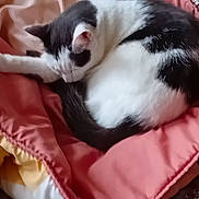 Miminne participe au concours pour gagner de l'argent avec cette photo : abyssinian, animal, armchair, bed, blanket, cat, chair, couch, cushion, furniture, homedecor, kitten, manx, person, pet, pillow, quilt, siamese, sleeping