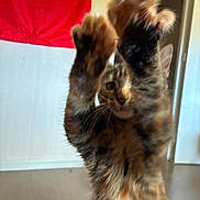 Kimbo Slice a rejoint le concours — aidez-le/la à gagner de superbes lots ! cat, tortoiseshell_cat, fluffy, long_hair, feline, pet, sitting, raised_paw, funny, playful, portrait, indoors, home, carpet, window, curtain, red_background, yellow_background, whiskers, cute