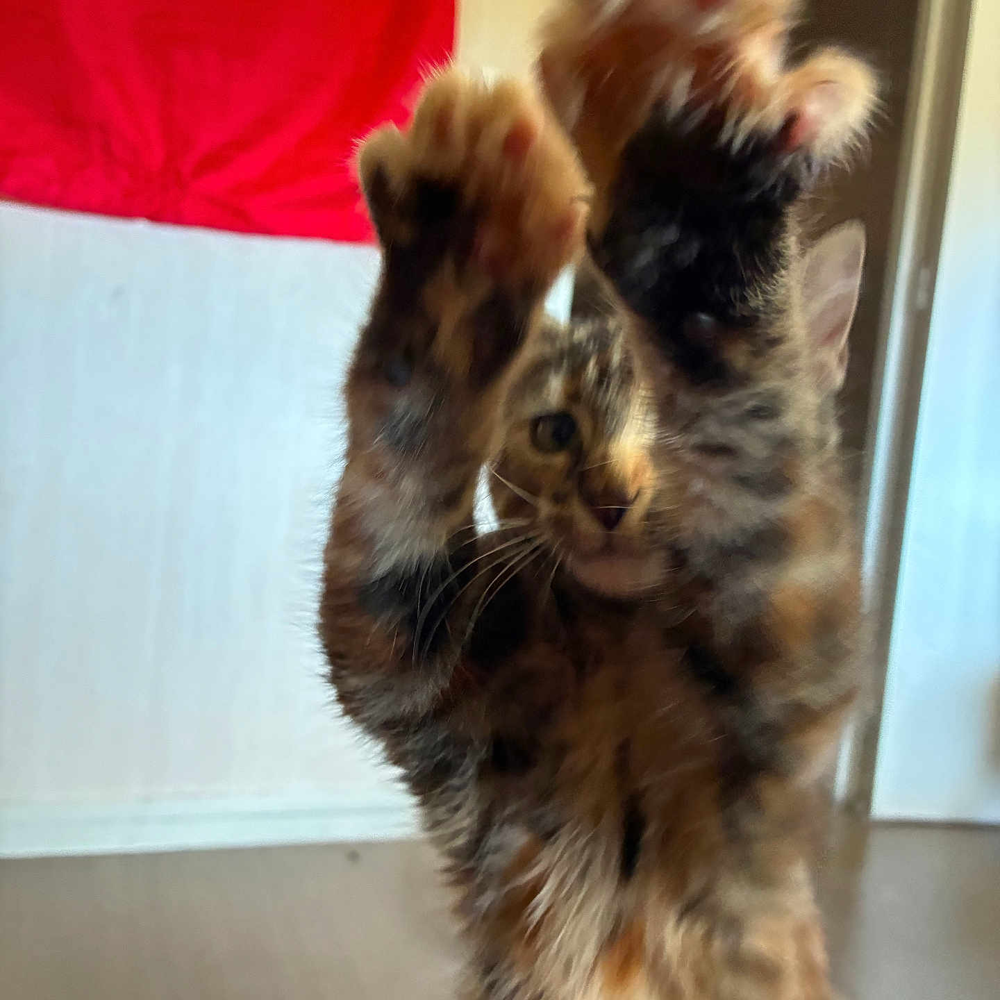 Kimbo Slice a rejoint le concours — aidez-le/la à gagner de superbes lots ! cat, tortoiseshell_cat, fluffy, long_hair, feline, pet, sitting, raised_paw, funny, playful, portrait, indoors, home, carpet, window, curtain, red_background, yellow_background, whiskers, cute