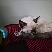 Temu is registered to the contest to win money with this photo: cat, sleeping, curled_up, pet, indoor, blanket, striped, black, red, fur, cozy, resting, toy, plush, soft, quiet, calm, animal, cute, domestic