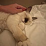 cat, sleeping, fluffy, pet, hand, white_blanket, cozy, indoor, relaxation, cute, fur, animal, resting, peaceful, soft, domestic, feline, comfort, napping, warm