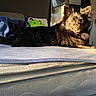Shadow is registered to the contest to win money with this photo: animal, bed, black_dog, blanket, cozy, cute, dog, domestic_animal, fluffy, furniture, indoor, living_space, mattress, pet, plush_toy, portrait, relaxing, resting, sunlight, warm_light