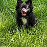 Shadow joined the competition — help win amazing prizes! animal, black_dog, canine, cute, daylight, dog, ears_up, fur, grass, greenery, happy, nature, outdoor, pet, sitting, small_dog, smiling, sunlight, tongue, tongue_out