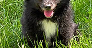 Shadow joined the competition — help win amazing prizes! animal, black_dog, canine, cute, daylight, dog, ears, fluffy, fur, grass, greenery, happy, mammal, nature, outdoor, pet, sitting, sunlight, tongue_out, white_patch