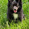 animal, black_dog, canine, cute, daylight, dog, ears, fluffy, fur, grass, greenery, happy, mammal, nature, outdoor, pet, sitting, sunlight, tongue_out, white_patch