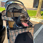 Shadow is registered to the contest to win money with this photo: animal, black_dog, brick_building, canine, daytime, dog, grass, happy, leisure, mesh_cover, outdoor, parked_car, pet, pet_stroller, sidewalk, smiling, sunlight, tongue_out, tree, urban